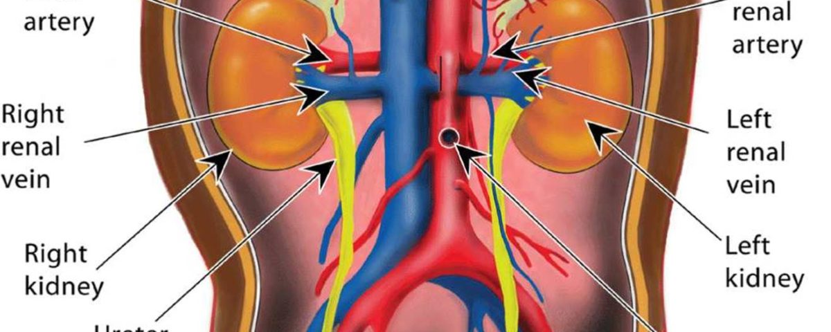 Renal Arteries And Veins Visualization SIFSOF Renal Arteries And Veins Visualization SIFSOF